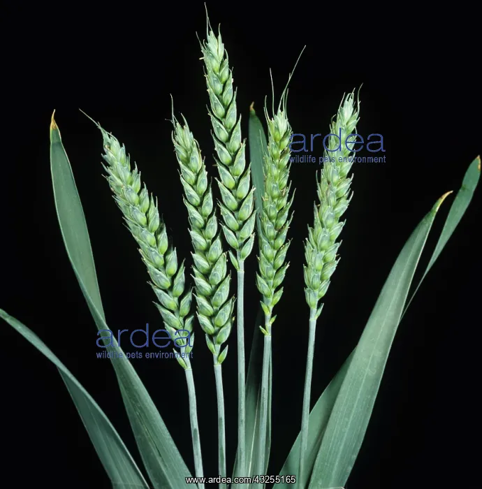 : Unripe, green wheat ears : Unripe, green wheat ears