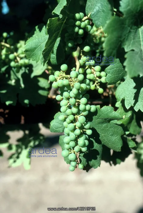 : Unripe Wine Grapes : Unripe Wine Grapes