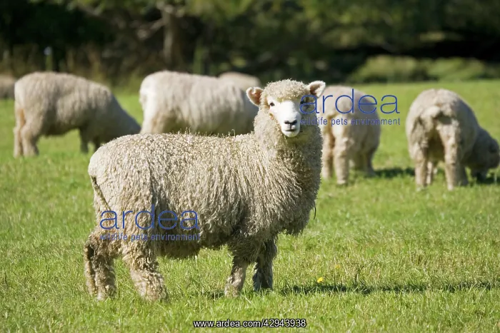 : Unshorn Merino sheep : Unshorn Merino sheep