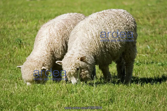 : Unshorn Merino sheep - grazing : Unshorn Merino sheep - grazing