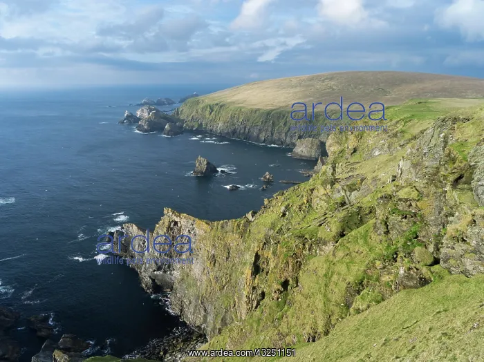 : Unst island, Hermaness National Reserve : Unst island, Hermaness National Reserve