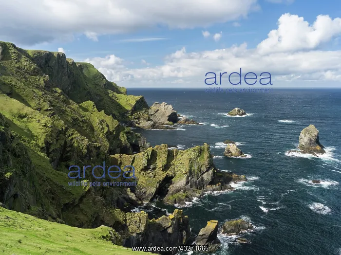 : Unst island, Hermaness National Reserve : Unst island, Hermaness National Reserve