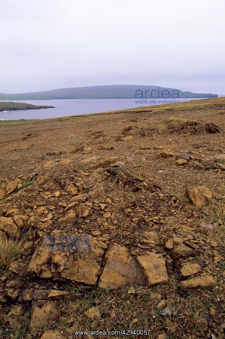 : Unst - Shetland Islands - Keen of Hammar National : Unst - Shetland Islands - Keen of Hammar National