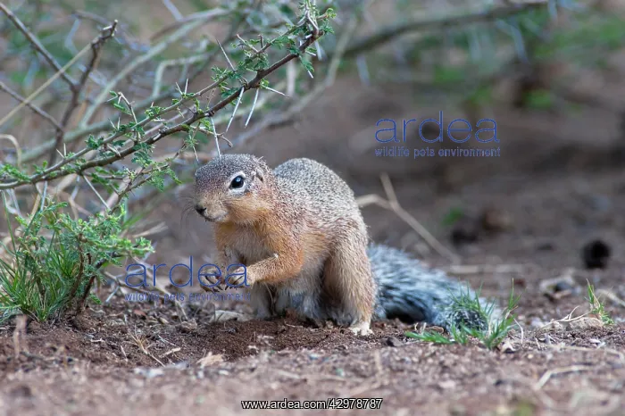 : Unstriped Ground Squirrel : Unstriped Ground Squirrel