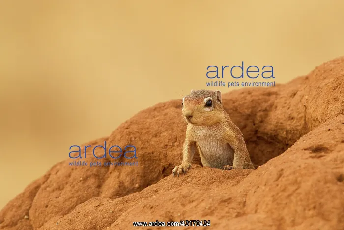 : Unstriped Ground Squirrel : Unstriped Ground Squirrel