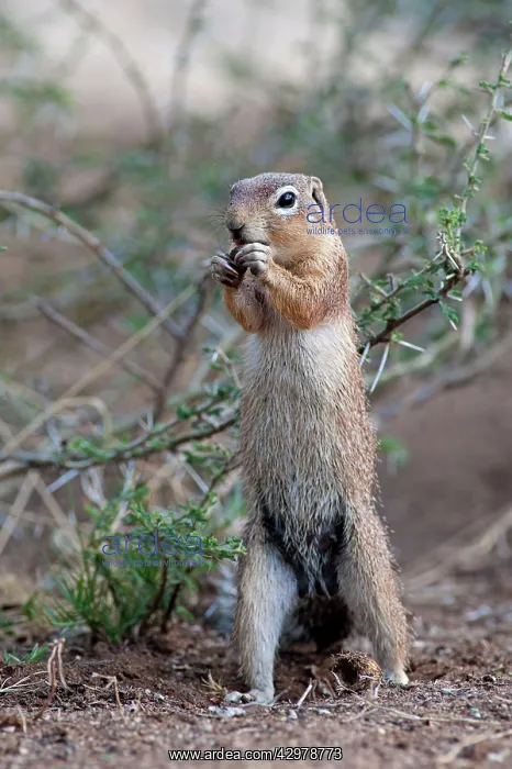  : Unstriped Ground Squirrel - eating