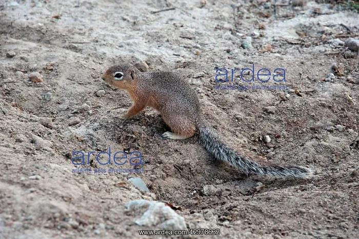 : Unstriped Ground Squirrel - foraging : Unstriped Ground Squirrel - foraging