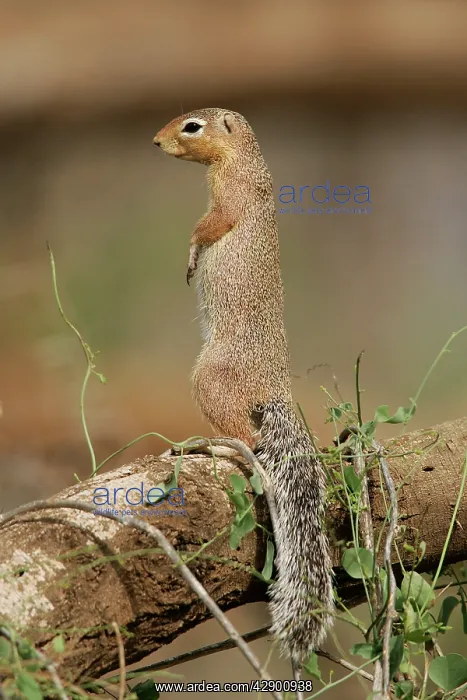 : Unstriped Ground squirrel - on hind legs : Unstriped Ground squirrel - on hind legs