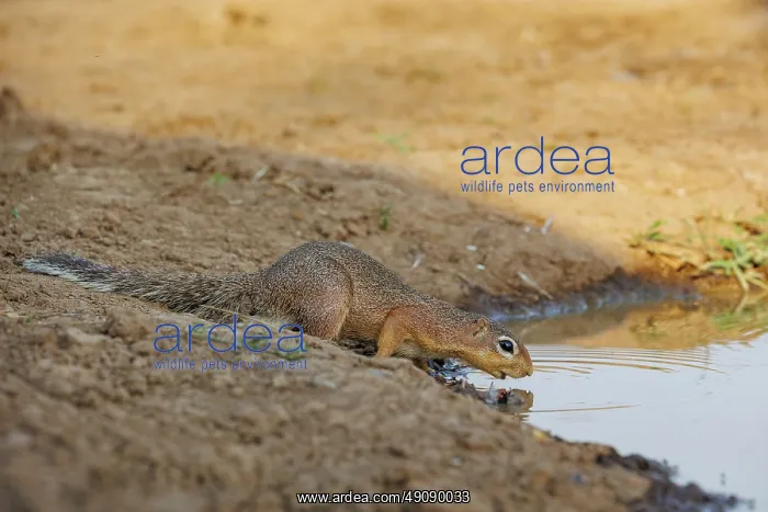 : unstriped ground squirrel (Xerus rutilus) : unstriped ground squirrel (Xerus rutilus)