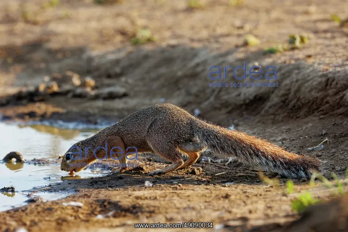 : unstriped ground squirrel (Xerus rutilus) : unstriped ground squirrel (Xerus rutilus)