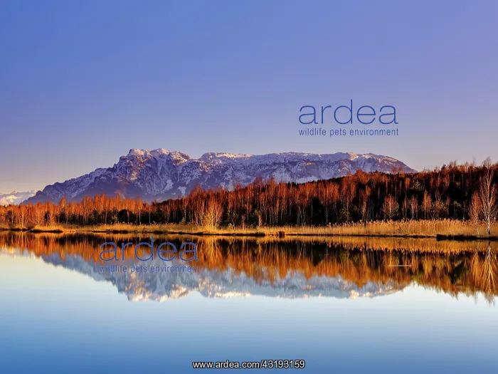 : Untersberg reflected in the moor lake in Ainringer : Untersberg reflected in the moor lake in Ainringer