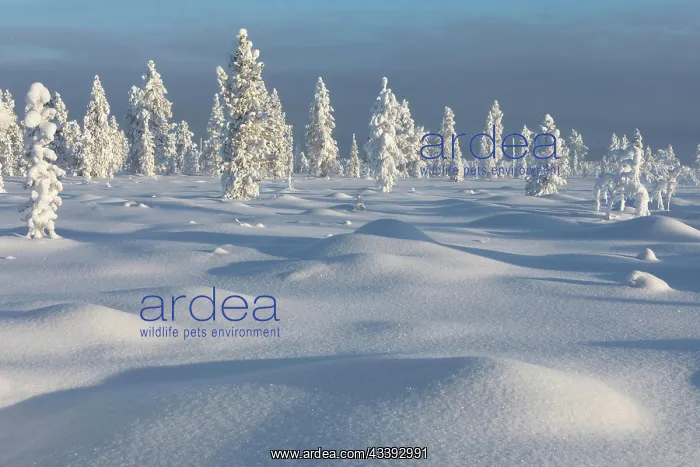 : Untouched winter landscape in Finnish Lapland : Untouched winter landscape in Finnish Lapland