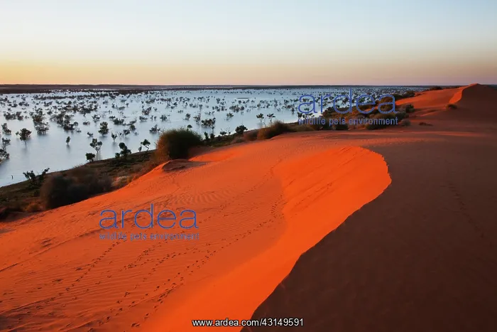: Unusual flood water between dunes : Unusual flood water between dunes