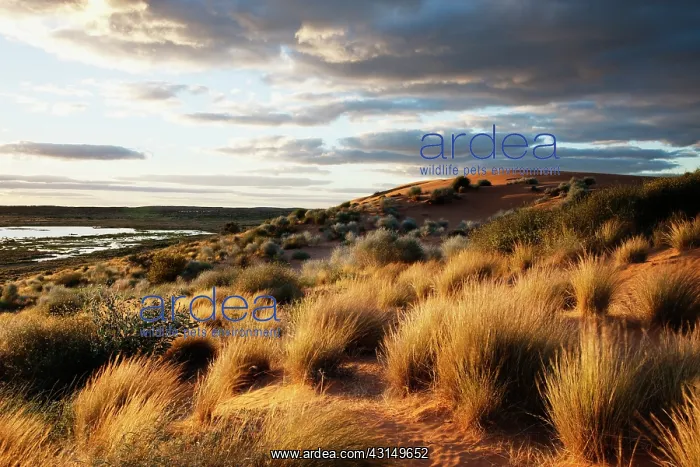 : Unusual flood water between dunes : Unusual flood water between dunes