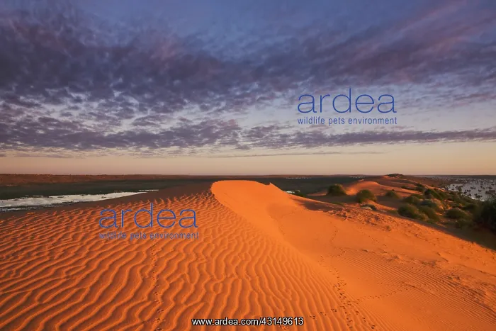 : Unusual flood water between dunes seen : Unusual flood water between dunes seen