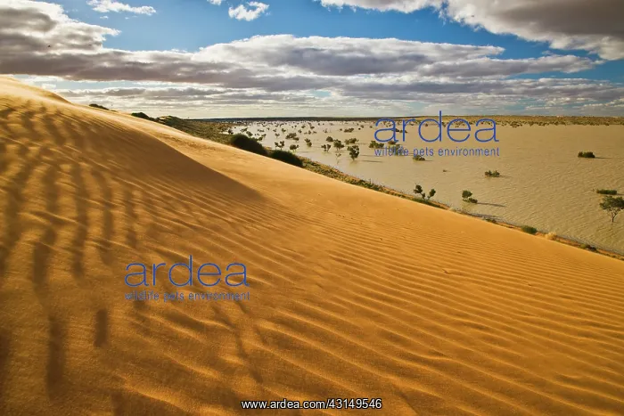 : Unusual flood water between dunes seen from Big Red : Unusual flood water between dunes seen from Big Red