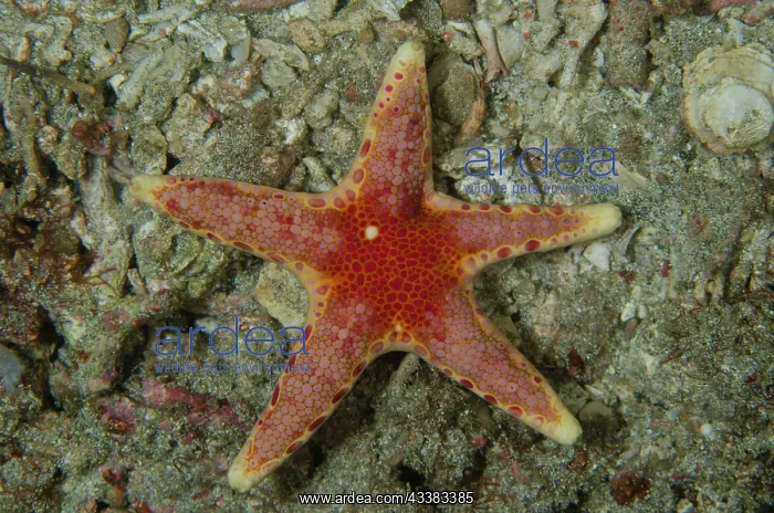 : Unusual Sea Star : Unusual Sea Star