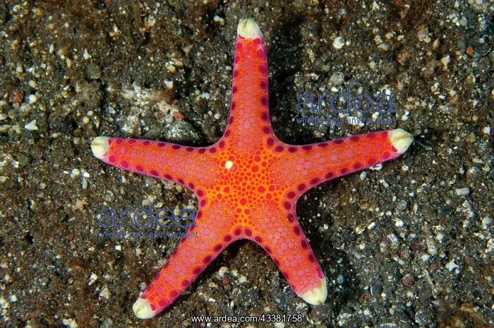 : Unusual Sea Star - Sidem Dive Site, Tulamben, Karangasem : Unusual Sea Star - Sidem Dive Site, Tulamben, Karangasem