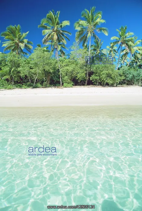 : Uoleva Island tropical scene with palm trees : Uoleva Island tropical scene with palm trees