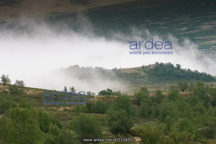 : Upcoming fog over the tundra of the Dovrefjell : Upcoming fog over the tundra of the Dovrefjell