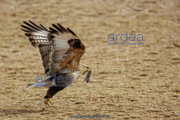: UPLAND BUZZARD : UPLAND BUZZARD