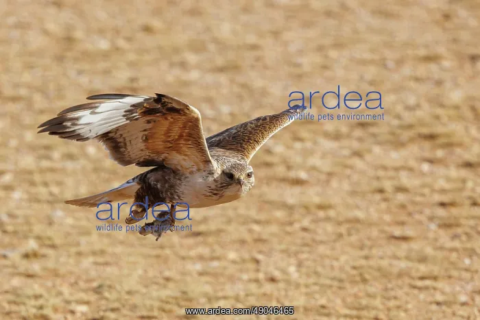 : UPLAND BUZZARD : UPLAND BUZZARD