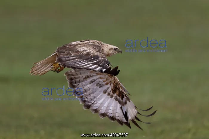 : UPLAND BUZZARD : UPLAND BUZZARD