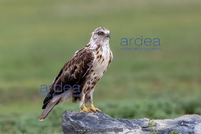 : UPLAND BUZZARD : UPLAND BUZZARD