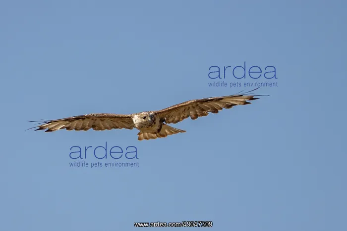 : UPLAND BUZZARD : UPLAND BUZZARD