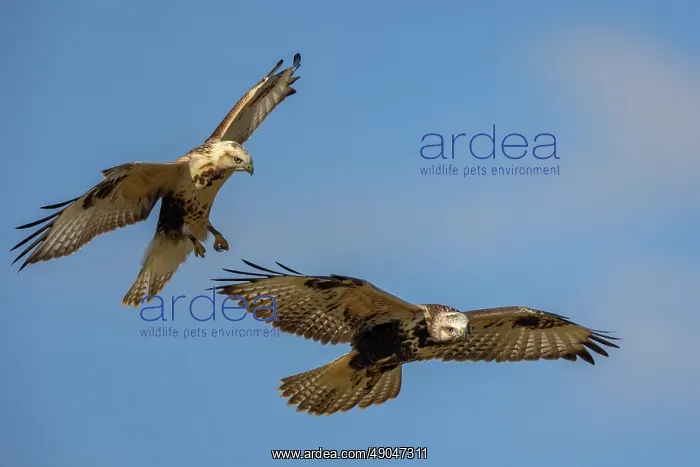 : UPLAND BUZZARD : UPLAND BUZZARD