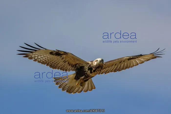 : UPLAND BUZZARD : UPLAND BUZZARD