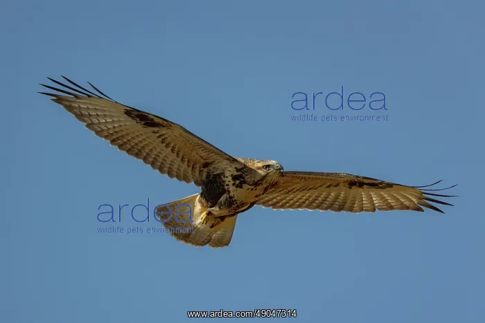 : UPLAND BUZZARD : UPLAND BUZZARD