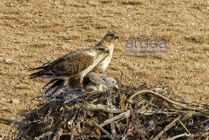 : UPLAND BUZZARD, NEST : UPLAND BUZZARD, NEST