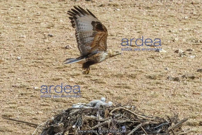 : UPLAND BUZZARD, NEST : UPLAND BUZZARD, NEST