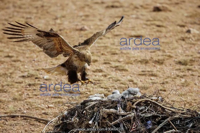 : UPLAND BUZZARD, NEST : UPLAND BUZZARD, NEST