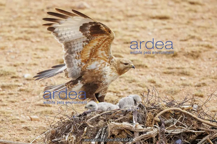 : UPLAND BUZZARD, NEST : UPLAND BUZZARD, NEST