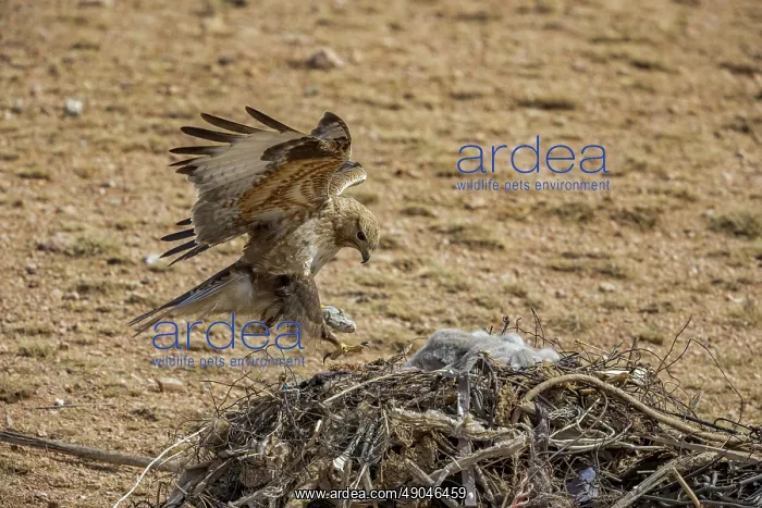 : UPLAND BUZZARD, NEST : UPLAND BUZZARD, NEST