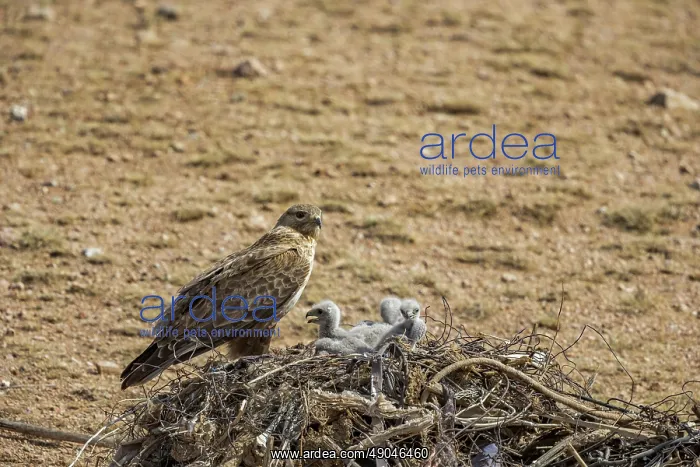: UPLAND BUZZARD, NEST : UPLAND BUZZARD, NEST