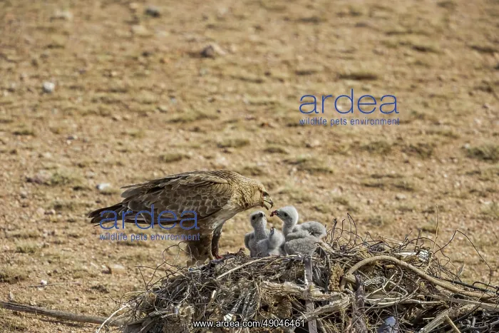 : UPLAND BUZZARD, NEST : UPLAND BUZZARD, NEST