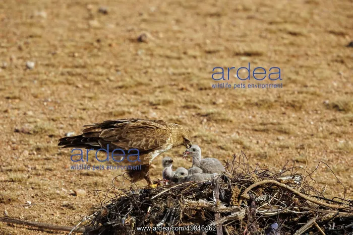 : UPLAND BUZZARD, NEST : UPLAND BUZZARD, NEST