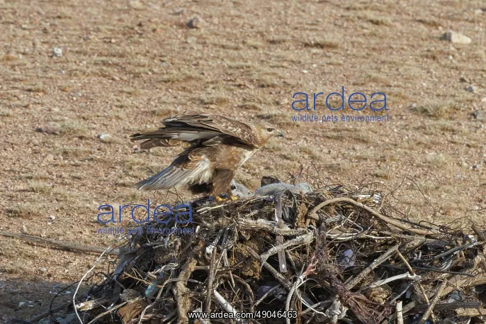 : UPLAND BUZZARD, NEST : UPLAND BUZZARD, NEST