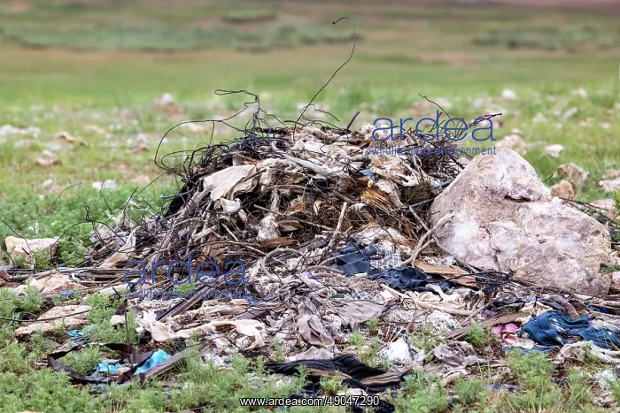 : UPLAND BUZZARD, NEST : UPLAND BUZZARD, NEST