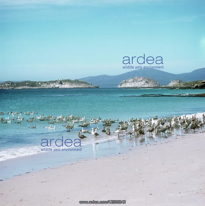 : Upland Geese with other species : Upland Geese with other species