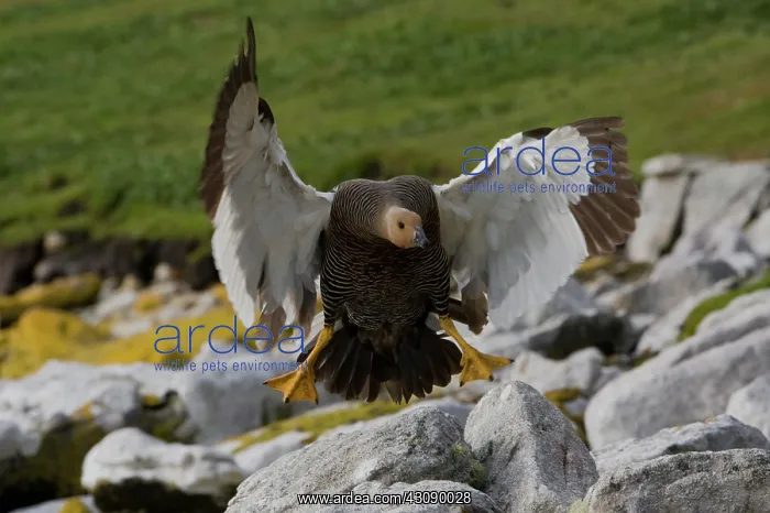 : Upland Goose : Upland Goose