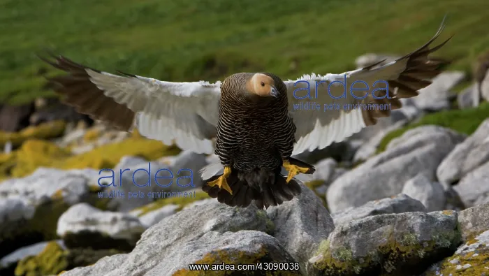 : Upland Goose : Upland Goose