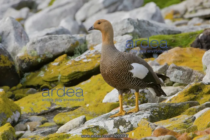 : Upland Goose : Upland Goose