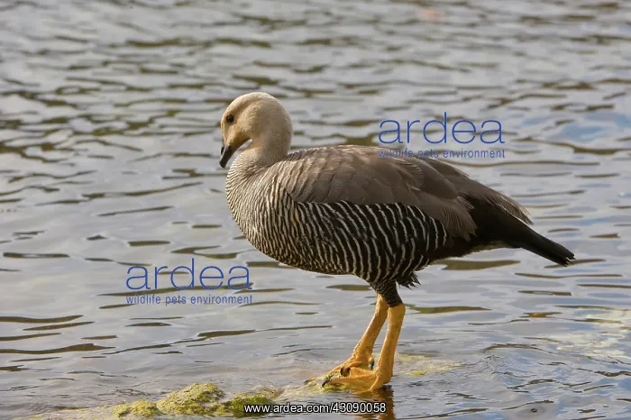: Upland Goose : Upland Goose