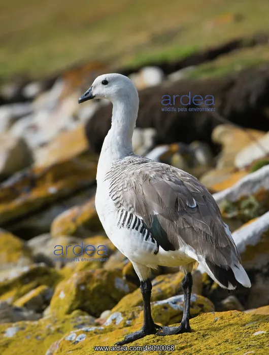 : Upland Goose : Upland Goose