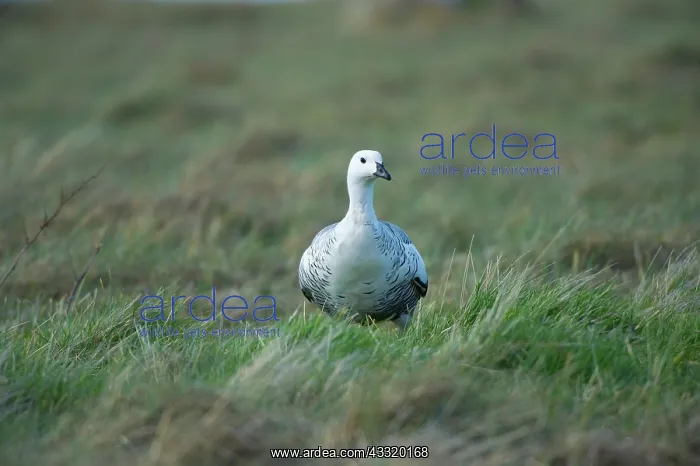 : Upland Goose : Upland Goose