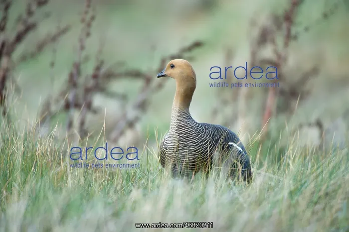 : Upland Goose : Upland Goose